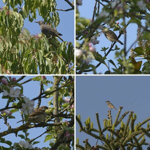 Bestimmung Vogelart