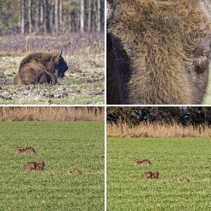 Natur 1.1 Säugetiere