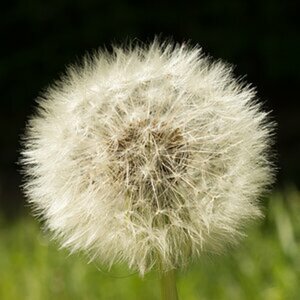 Blumen