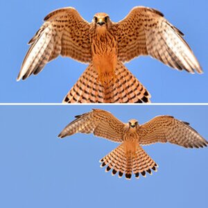 Vögel