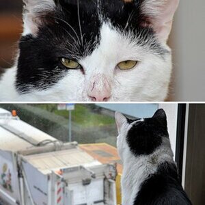 Katzen