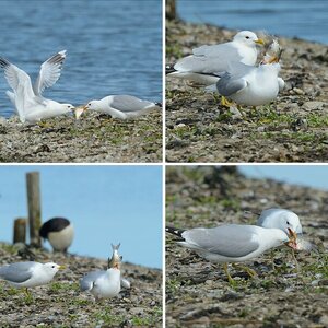 Noch viel mehr Vögel