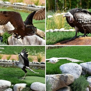 Falconeria