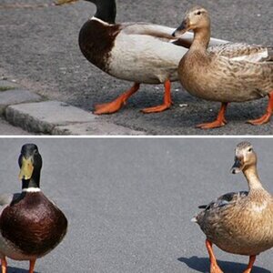 Vögel