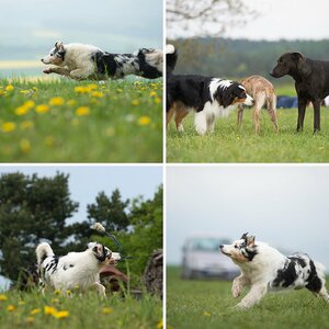 Hundefotografentreffen 2014