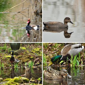 Enten 2