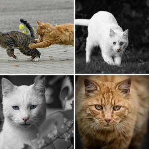 Katzen