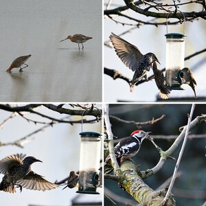 Vögel VII