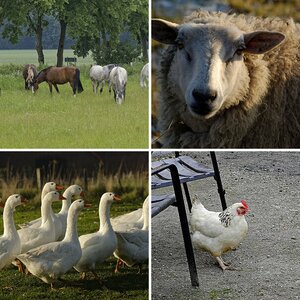 Natur 1.3 Haus- und Nutztiere