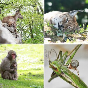 Tierwelten