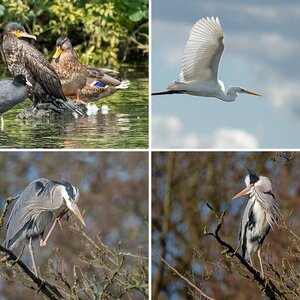 Vogelalbum IX