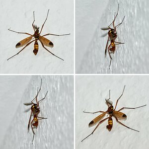 Ctenophora festiva