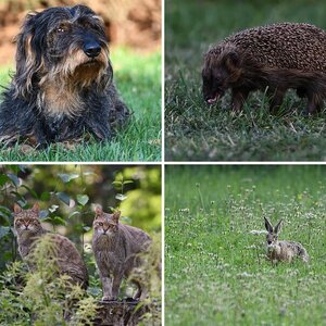Tierisches 3