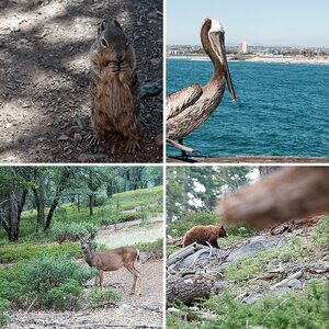 Wildlife