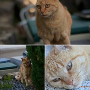 Katze