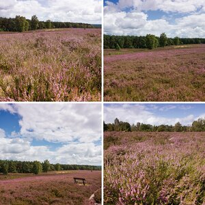 Lüneburger Heide 2017
