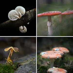 Pilze