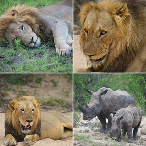 Tiere Afrika