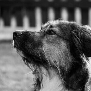 Milow