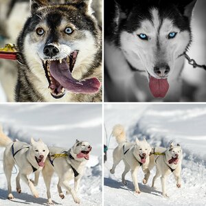 Actionbilder Tiere