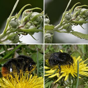 Natur 1.4 Gliederfüßer+Weichtiere