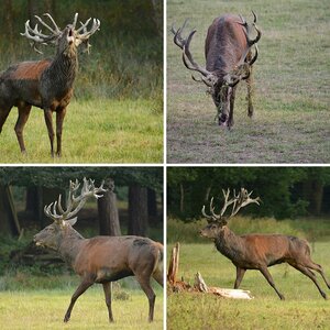 Tierisches