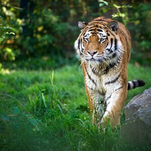Wildlife