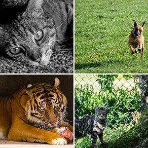 Tiere