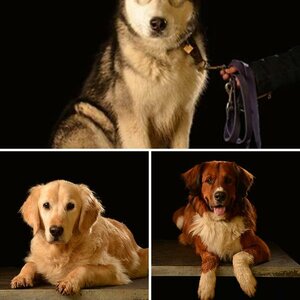 Hunde