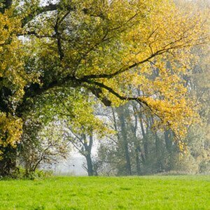 Herbst