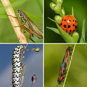 Käfer Libellen Raupen Schreken