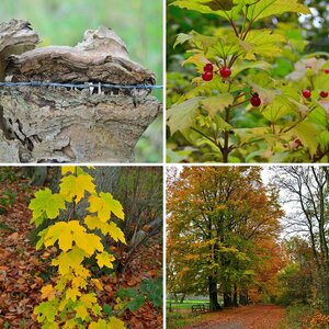 Herbst im Wittmoor