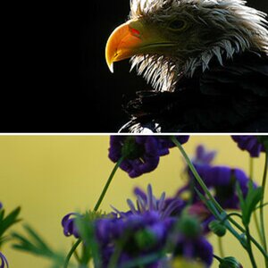 Erste Bilder mit dem 70-300