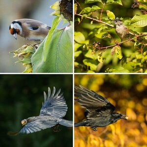 Herbstzeit - Naschzeit