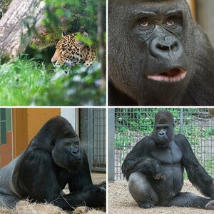 Zooaufnahmen