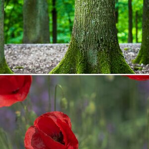 Blumen