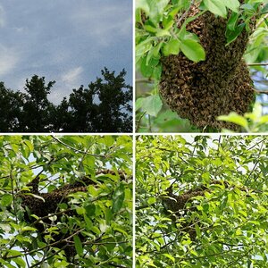 Bienen