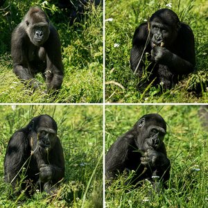 Gorillas