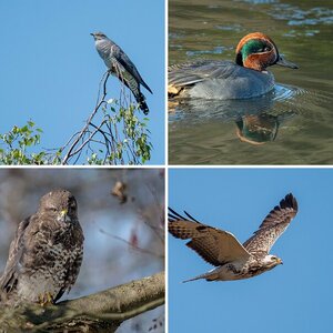 Vogelalbum X