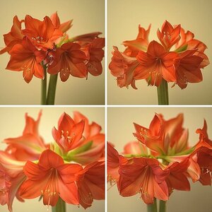 Amaryllis auch Ritterstern genannt !