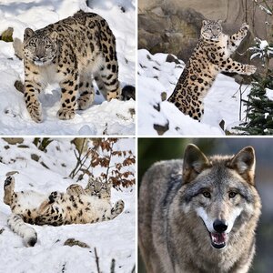 Zootiere