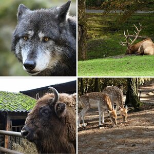 Zoo - Wildpark