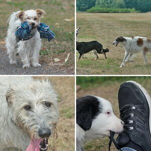 Hunde