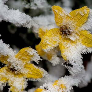 Flora