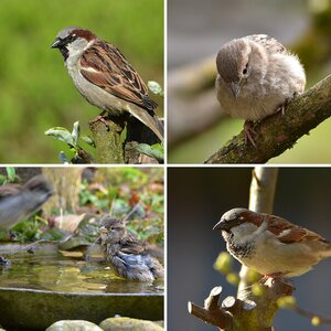 Spatz 8
