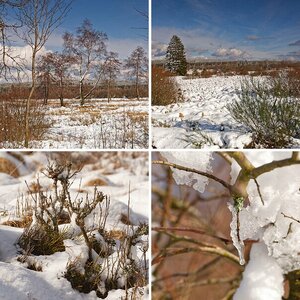 Winter im Venn