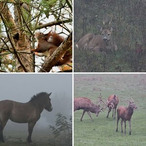 Tierisches 4