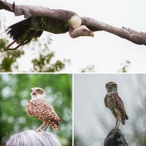 Vögel