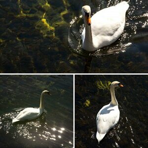 Schwan in Plön (Grosser Plönsee)