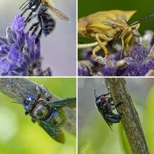 Insekten